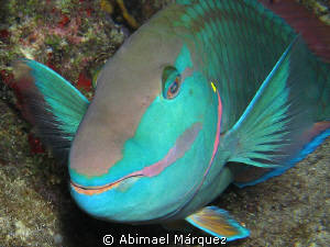 I'm sleeping, night dive, Vieques, P.R. by Abimael Márquez 